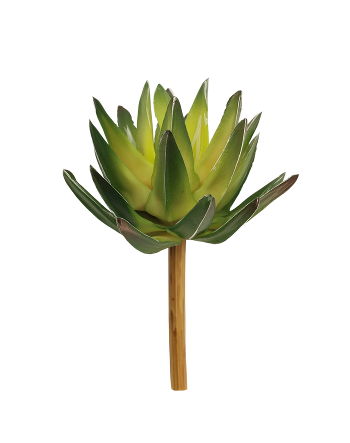 Forest Green Haworthia