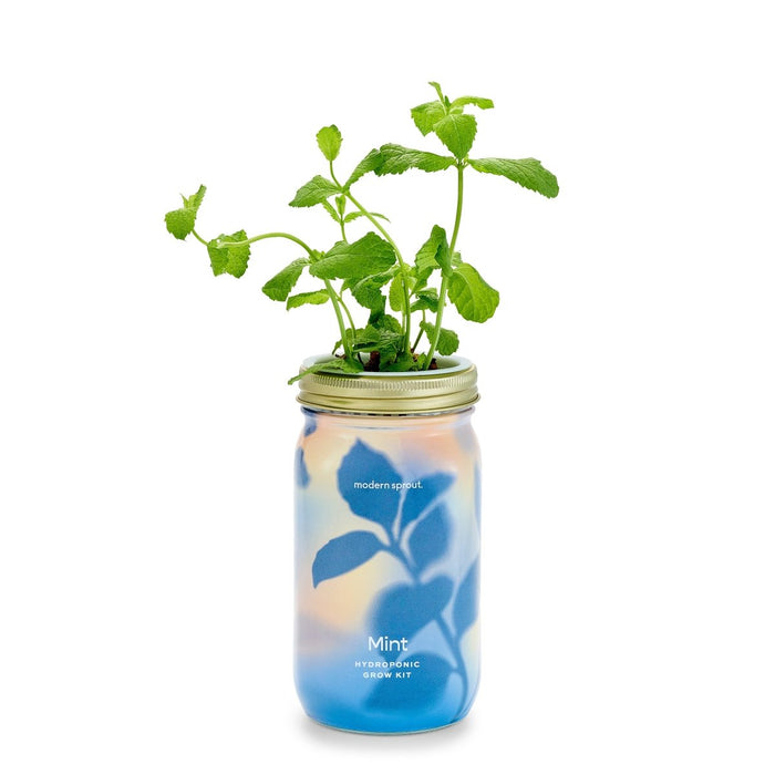 Garden Jars - Organic Herbs - Ed's Plant Shop