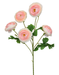 Garden Ranunculus | Available in 3 Colors