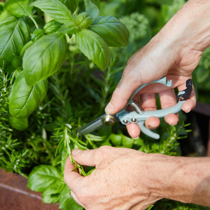 Gardening Shears & Pruners by Modern Sprout - Ed's Plant Shop