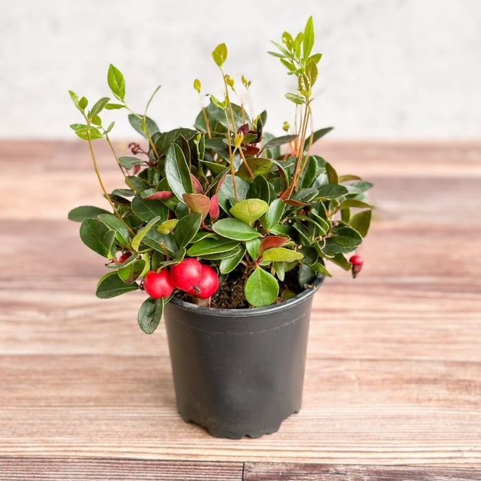 Wintergreen plant (Gaultheria procumbens) with red berries in a black pot on a wooden surface.