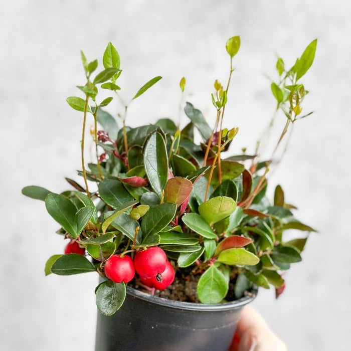 Wintergreen plant (Gaultheria procumbens) with red berries and glossy green leaves in a black nursery pot.