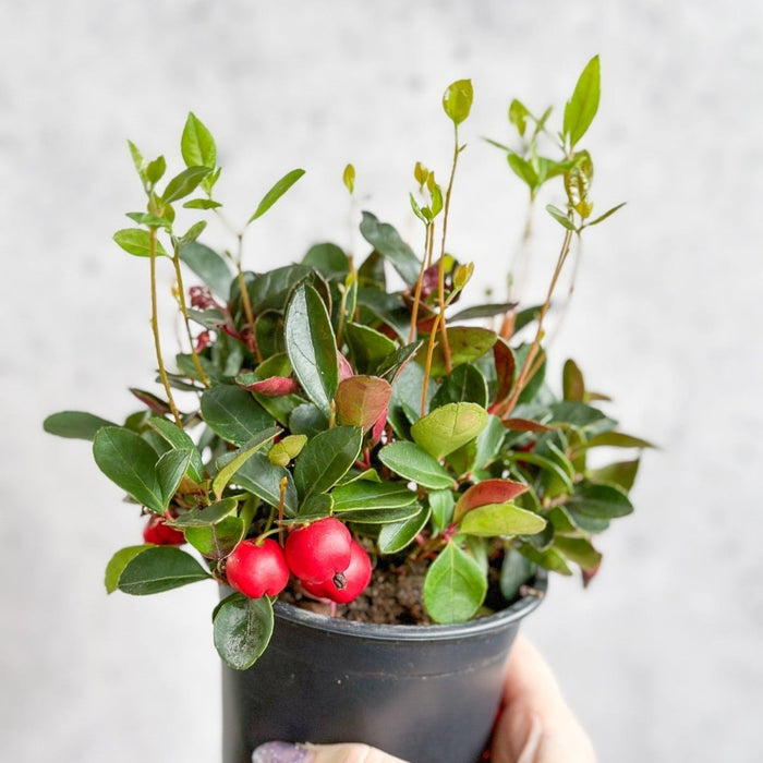 Wintergreen plant (Gaultheria procumbens) with red berries and glossy green leaves in a black nursery pot.