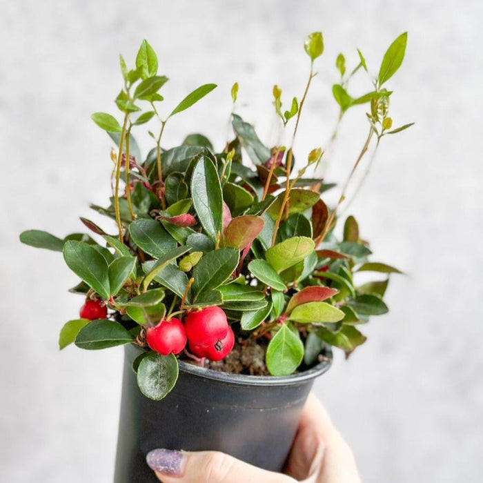 Wintergreen plant (Gaultheria procumbens) with red berries and glossy green leaves in a 4-inch black nursery pot.