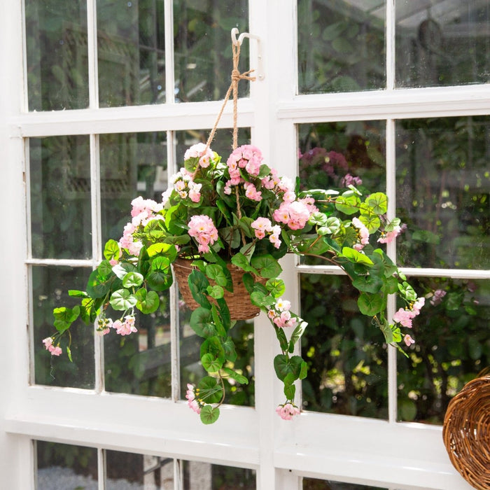 geranium Hanging basket with pink flowers and green leaves in front of a white window.