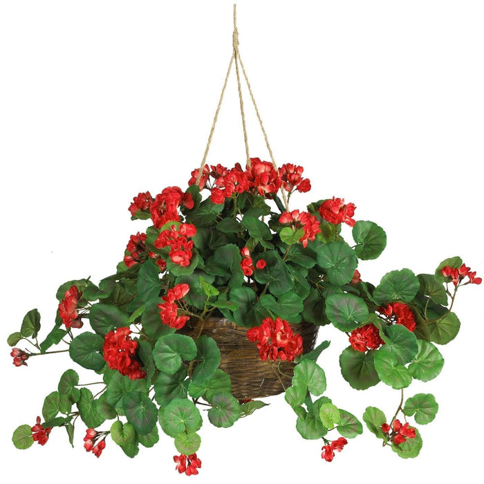 Geranium Hanging basket with red flowers and green leaves on a white background