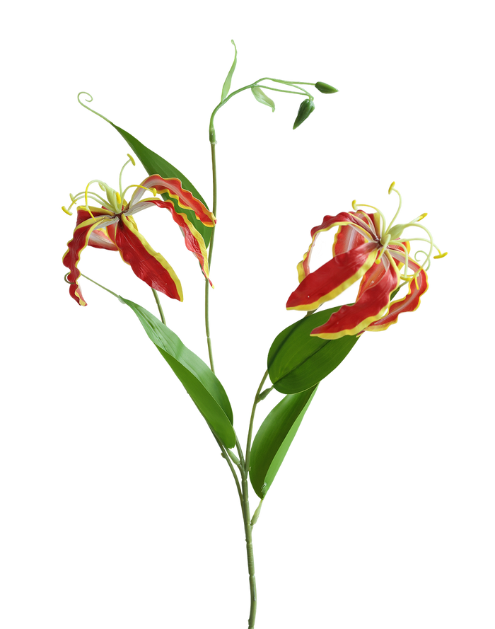 Gloriosa Lily | Available in 3 Colors