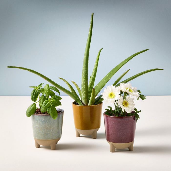 Glow & Grow Candle - to - Planter Kit – Basil, Daisies, Aloe, or Spruce - Ed's Plant Shop
