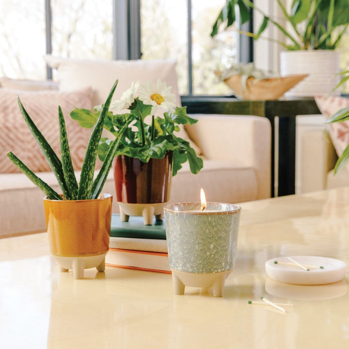 Glow & Grow Candle - to - Planter Kit – Basil, Daisies, Aloe, or Spruce - Ed's Plant Shop