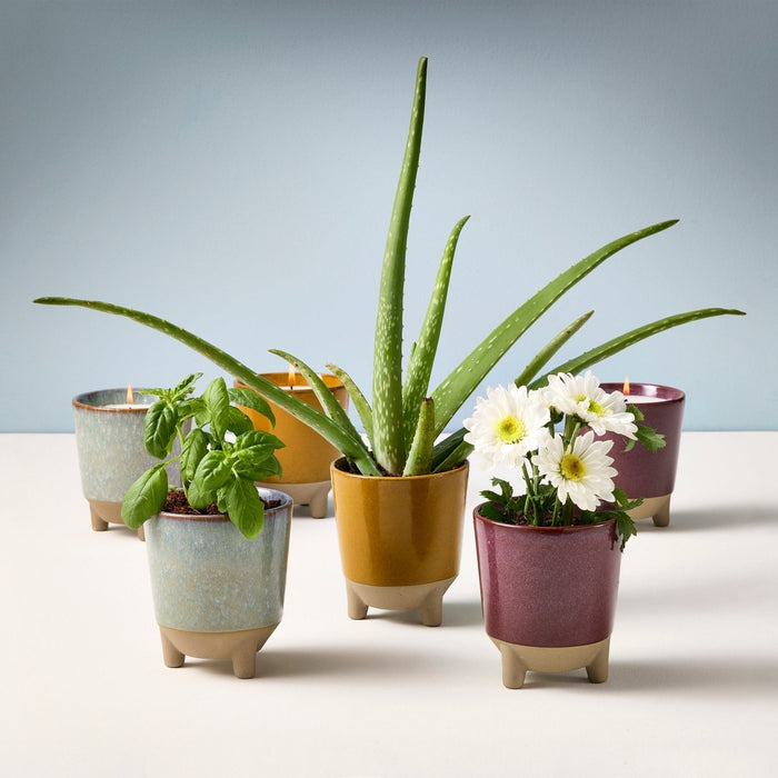 Glow & Grow Candle - to - Planter Kit – Basil, Daisies, Aloe, or Spruce - Ed's Plant Shop