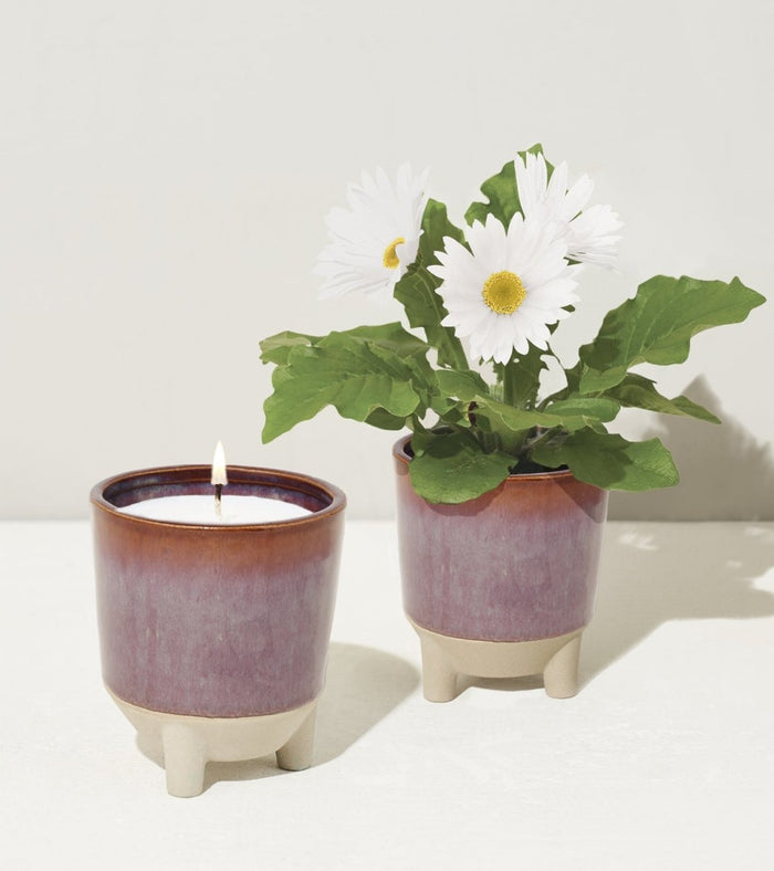 Glow & Grow Candle - to - Planter Kit – Basil, Daisies, Aloe, or Spruce - Ed's Plant Shop