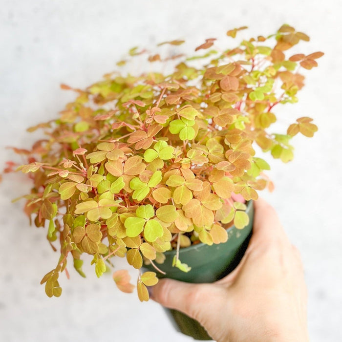 Close-up of Oxalis vulcanicola ‘Copper Glow’ showing golden and copper-colored trifoliate leaves.