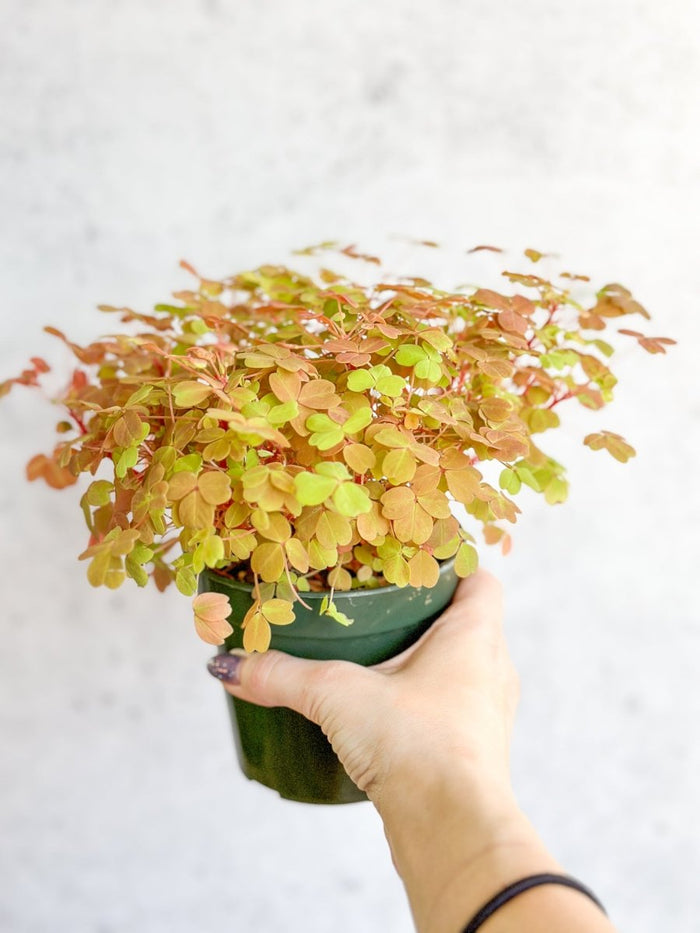 Hand holding Oxalis ‘Copper Glow’ plant with warm orange and green foliage in pot.