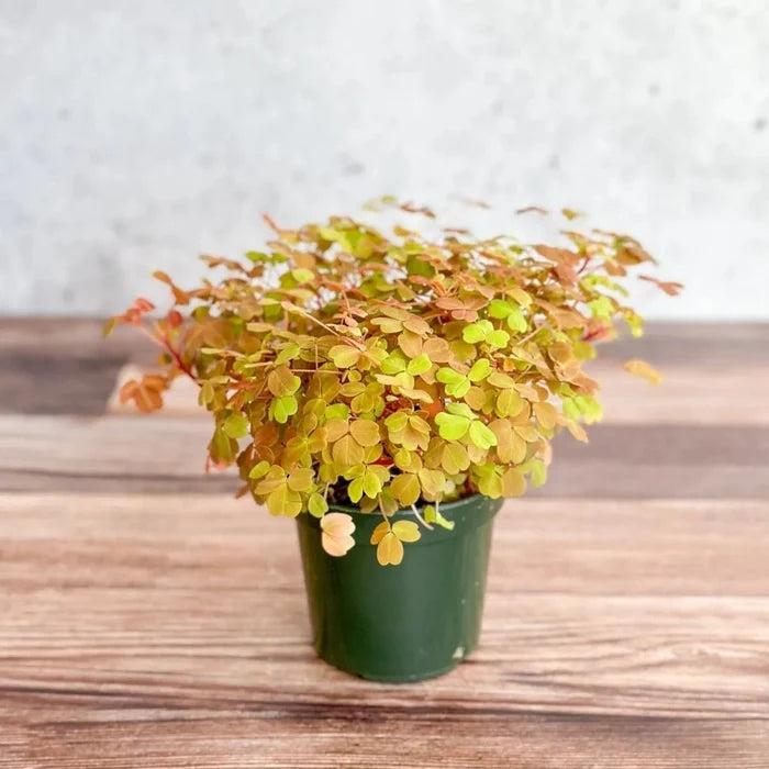 Golden Oxalis ‘Copper Glow’ with bright copper and lime foliage in green nursery pot.