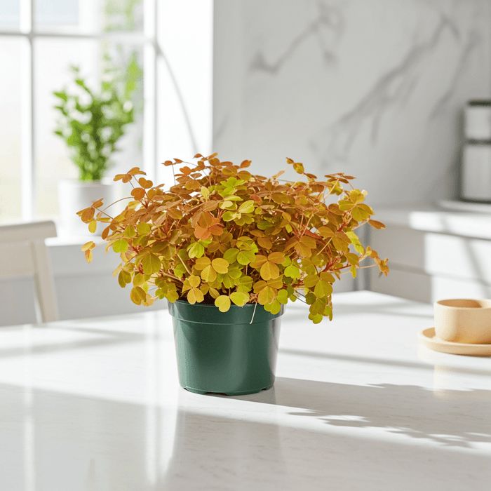 Potted Golden Oxalis plant on a table with a blurred indoor background
