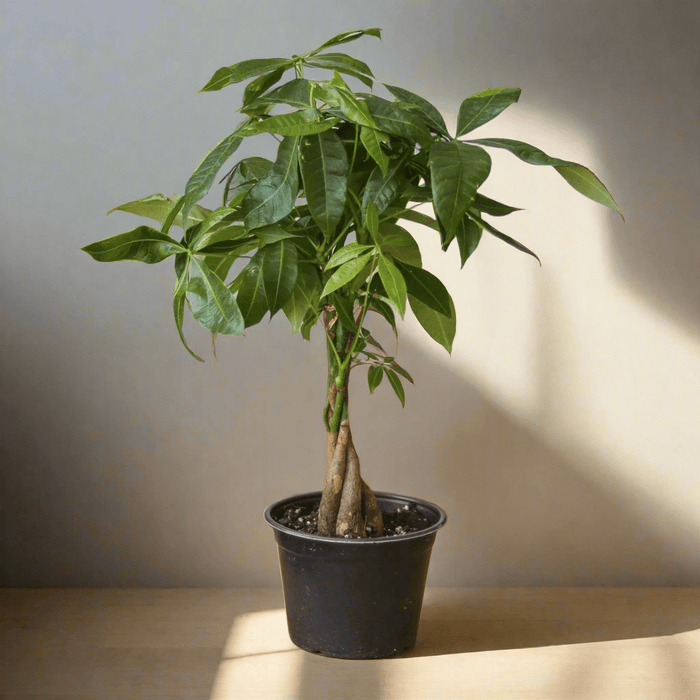 Pachira Aquatica 'Money Tree' - Ed's Plant Shop