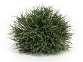 Grassy Half Orb