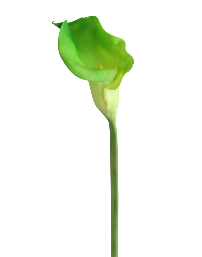 Green Gaint Calla Lily