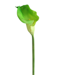 Green Gaint Calla Lily