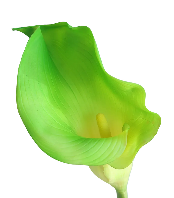 Green Gaint Calla Lily