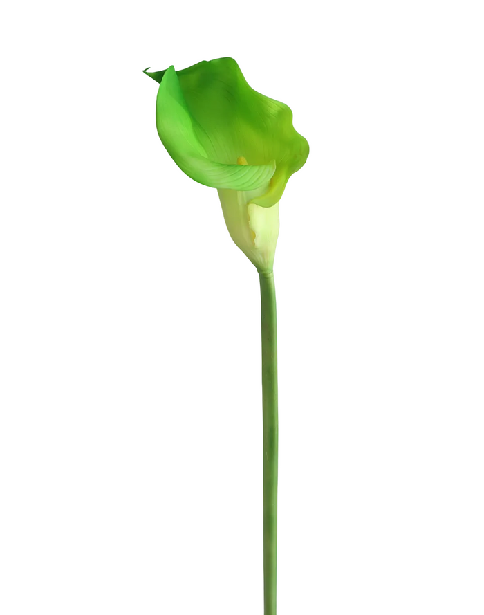 Green Gaint Calla Lily