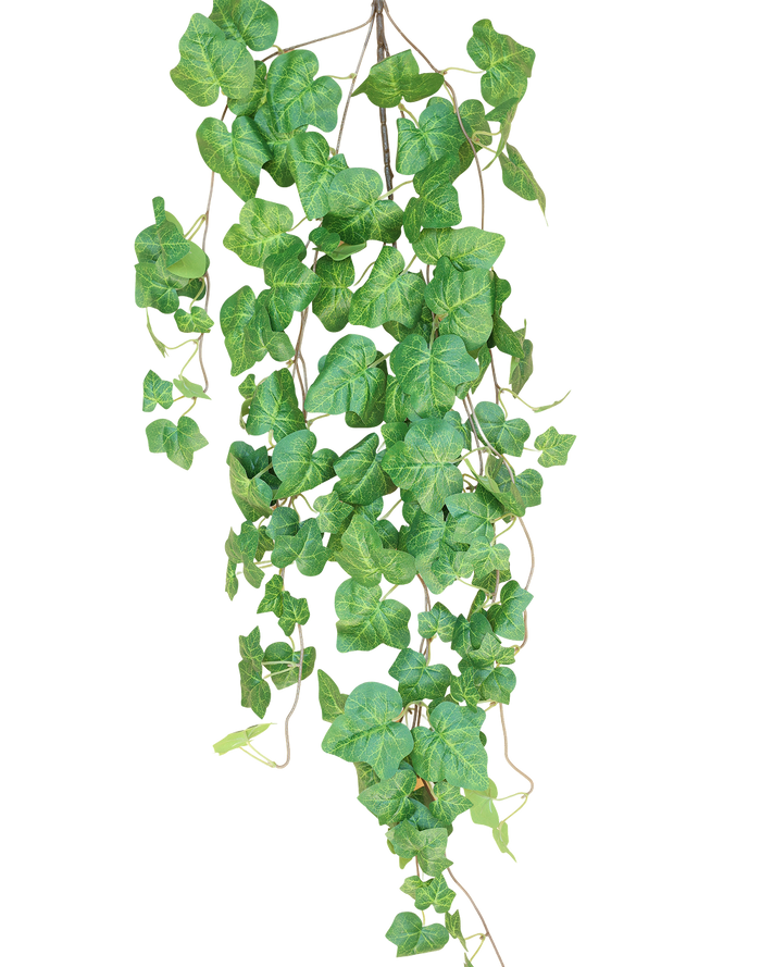 Green Ivy