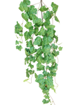 Green Ivy