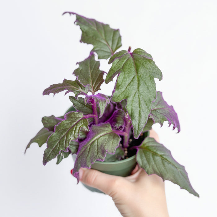 Velvet Purple Passion plant with deep green and violet-tinted leaves in small pot held by hand.