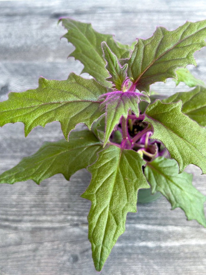 Close-up flat lay of Gynura aurantiaca Purple Passion leaves on weathered wood surface showing velvety leaf texture and emerging purple flower bud