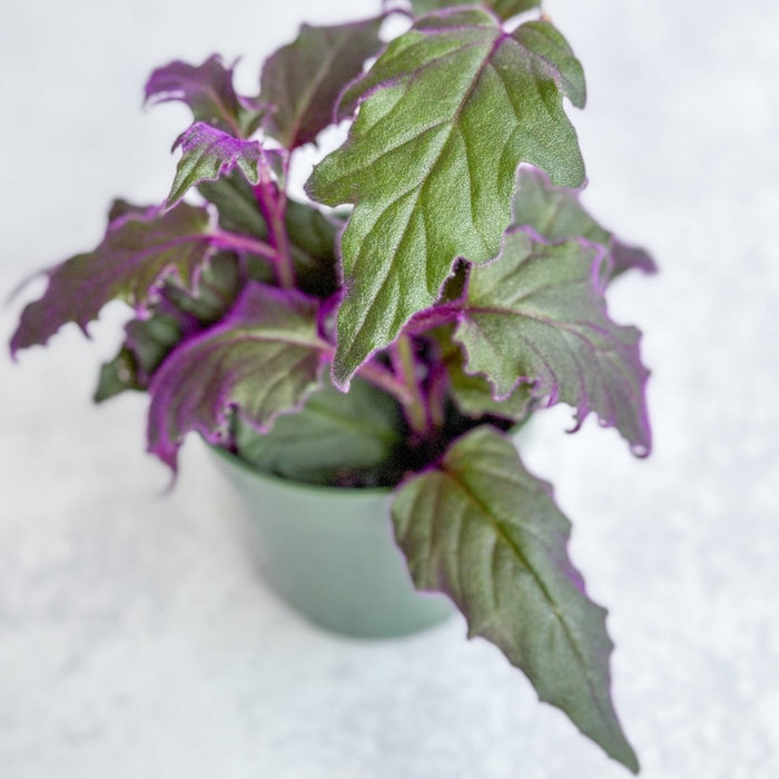 Close-up of Gynura aurantiaca Purple Passion plant showing fuzzy green leaves with violet edges.