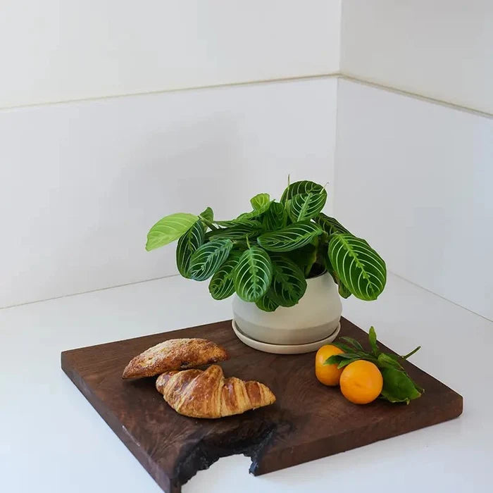 Angela Nicole Drew artisan ceramic planter with maranta lemon lime resting on charcuterie board in modern home setting