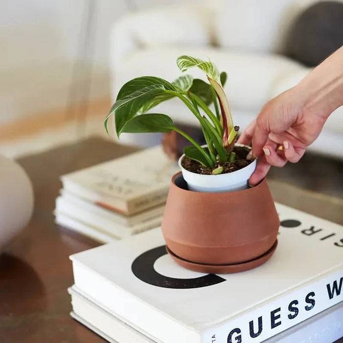 Rancho Planter - Ed's Plant Shop
