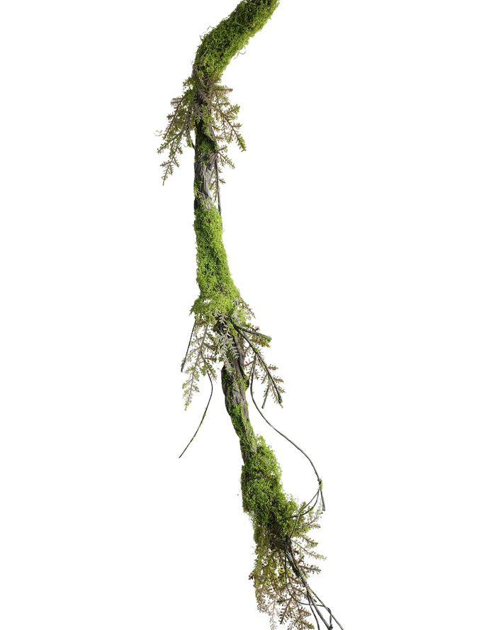 Hanging Root Vine
