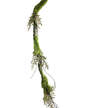 Hanging Root Vine