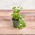 Hedera Helix ‘English Ivy’ - Ed's Plant Shop
