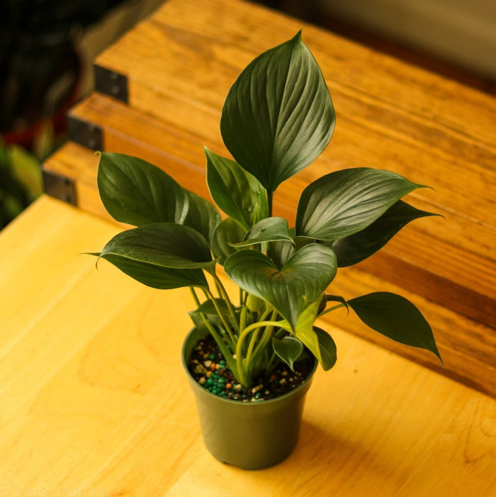 6" Nursery Pot