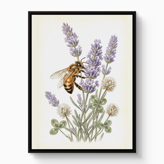 Honeybee Lavender Forage — honeybee lavender forage white studio framed black