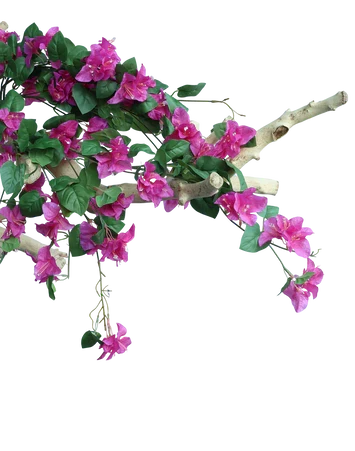 Hot Pink Bouganvilea Bunch-33"