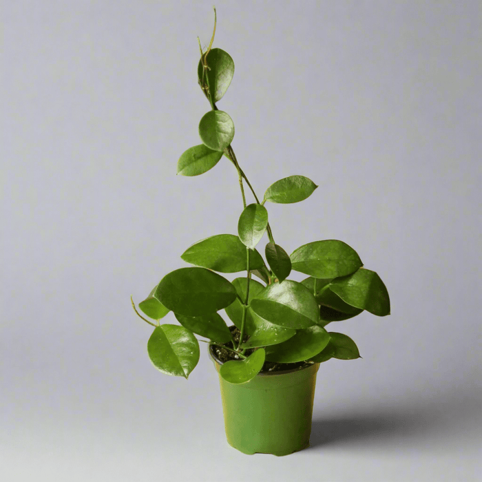 Hoya Australis 'Waxvine' - Ed's Plant Shop
