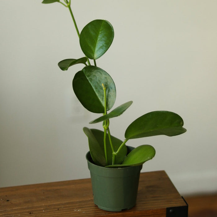 2.5" Nursery Pot