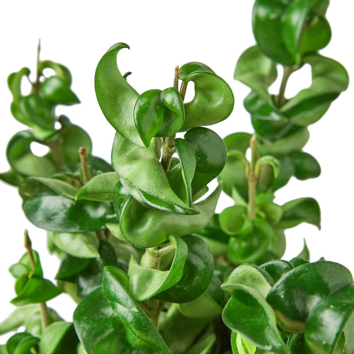 Hoya Carnosa Compacta 'Hindu Rope' - Ed's Plant Shop