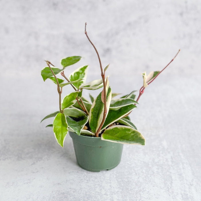 Hoya Carnosa 'Krimson Queen' Wax Plant in 4-inch nursery pot - Ed's Plant Shop