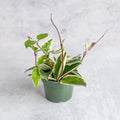 Hoya Carnosa 'Krimson Queen' Wax Plant in 4-inch nursery pot - Ed's Plant Shop