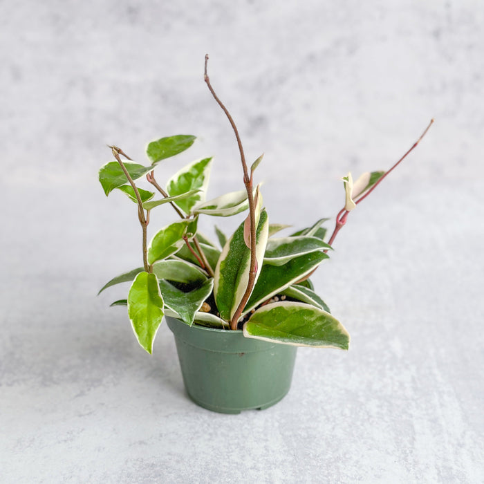 Hoya Carnosa 'Krimson Queen' Wax Plant in 4-inch nursery pot - Ed's Plant Shop