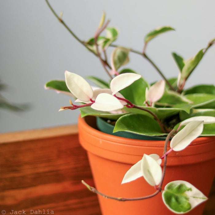 Hoya Carnosa 'Krimson Queen' Wax Plant Closeup in Terra Cotta Pot