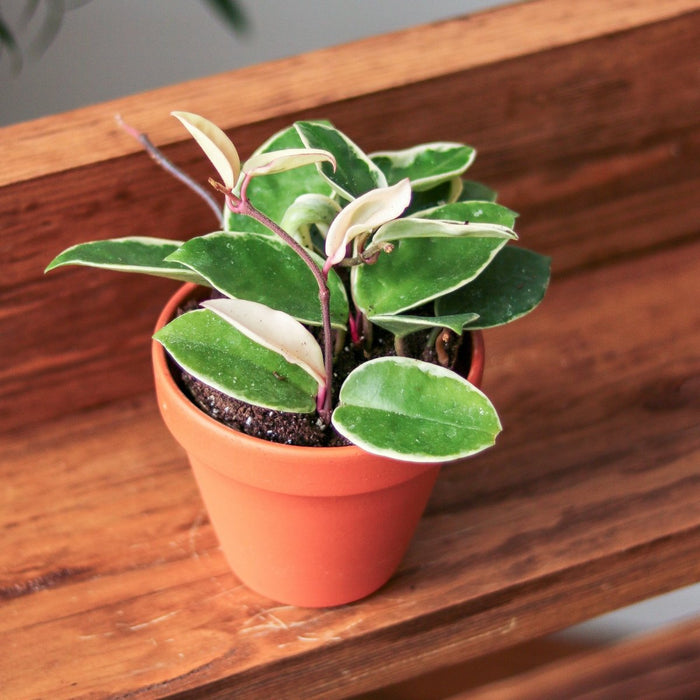 Hoya Carnosa 'Krimson Queen' Wax Plant in Small Terra Cotta Pot on Wooden Table
