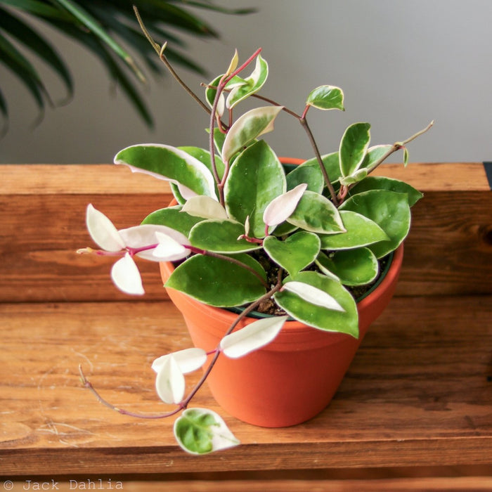 Hoya Carnosa 'Krimson Queen' Wax Plant Closeup in Small Terra Cotta Pot on Wooden Shelf