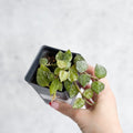3.5" Nursery Pot