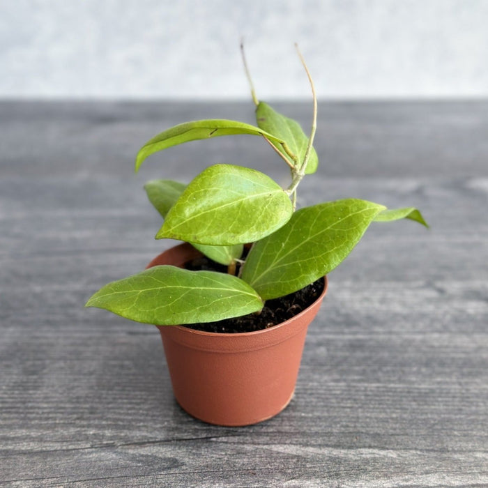 Hoya Cutis - Porcelana - Porcelain Skin Hoya - Various Sizes - Ed's Plant Shop