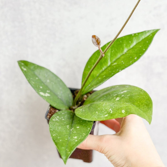 Hoya Fungii x Pubicalyx - Fungii Wax Plant - 4 Inch - Ed's Plant Shop